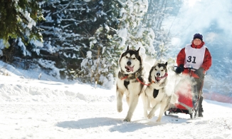 Hochleistungs-Hobby: Musher