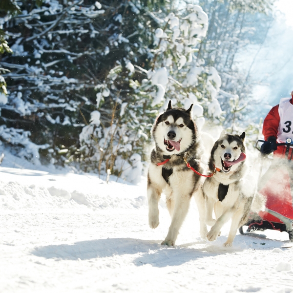 Hochleistungs-Hobby: Musher